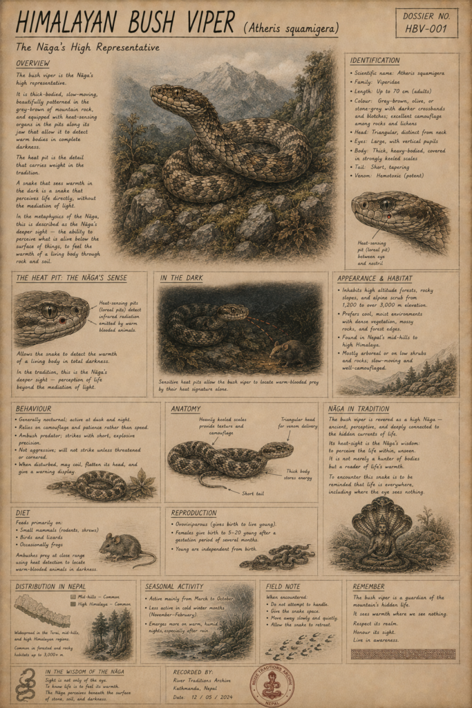 Caterpillar fungus