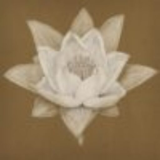 The Brahma Kamal flower