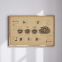 Mandrake main image